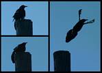(05) crow montage.jpg    (1000x720)    214 KB                              click to see enlarged picture